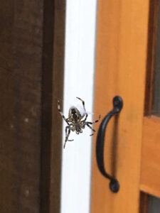 How to Relocate Spiders Image